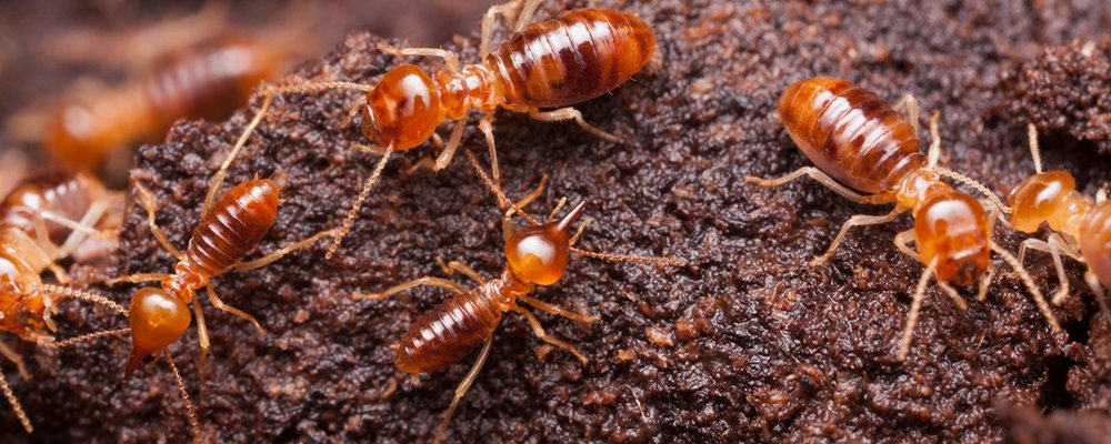 Termite Control service