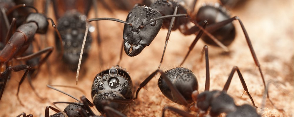 Ants Control service