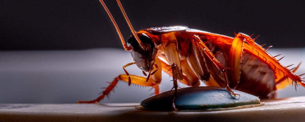 Cockroach Control image