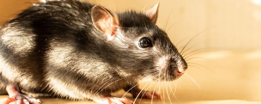 Rodent Control service