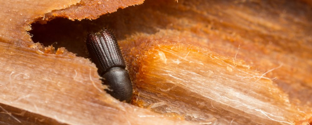 Wood Borer Control service